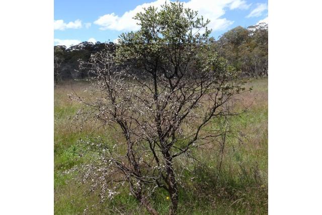 Kleinbladerige Eucalyptus Kleinbladerige Eucalyptus