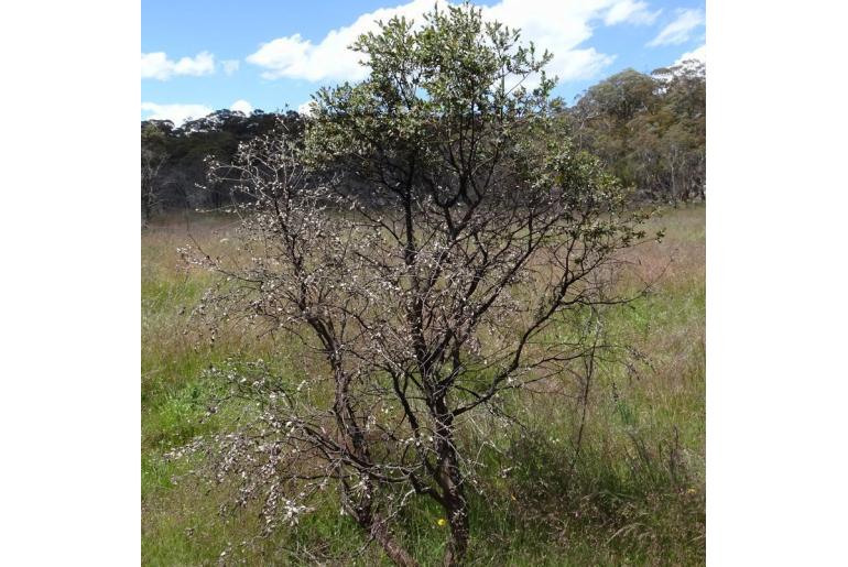 Eucalyptus parvula 9757