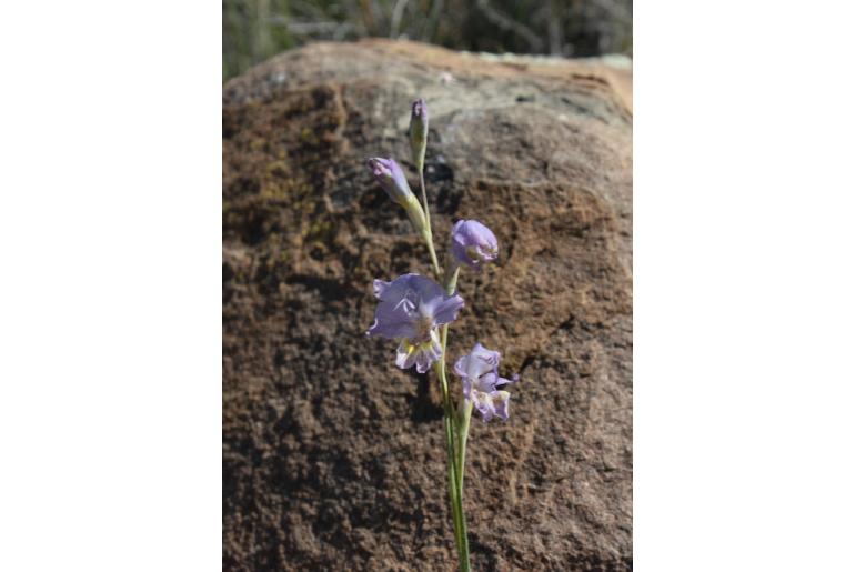 Gladiolus marlothii 9760