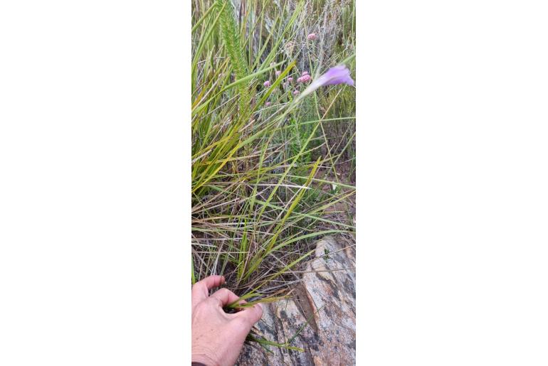 Gladiolus mutabilis 9762