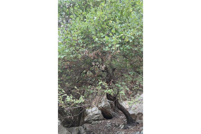 Acer obtusifolium -9764