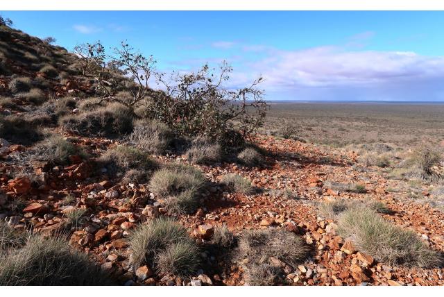 Ooldea Eucalyptus Ooldea Eucalyptus