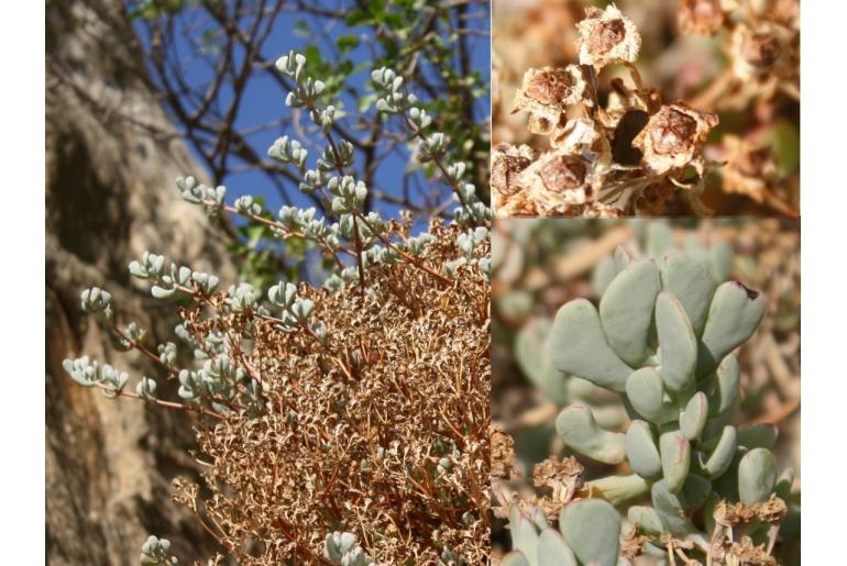Oscularia comptonii 9771
