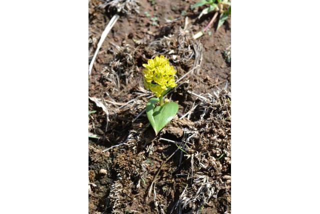 Corymbosous eriospermum