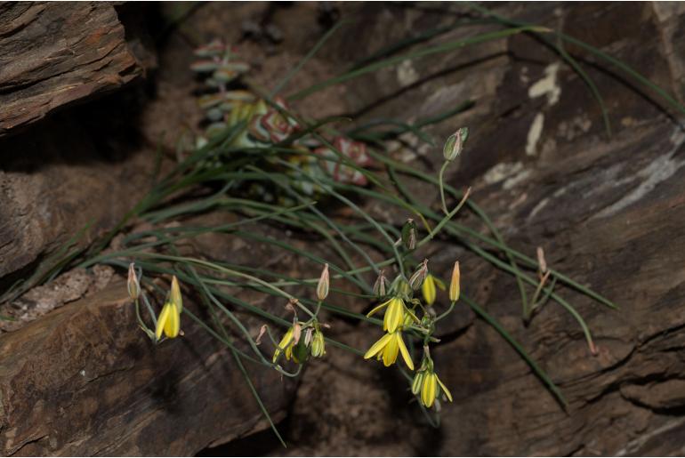 Albuca kirstenii -9790