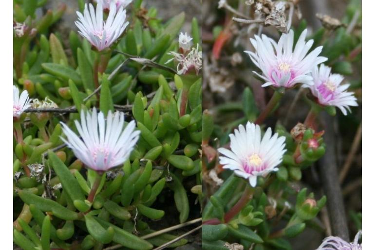 Delosperma macrostigma -9794