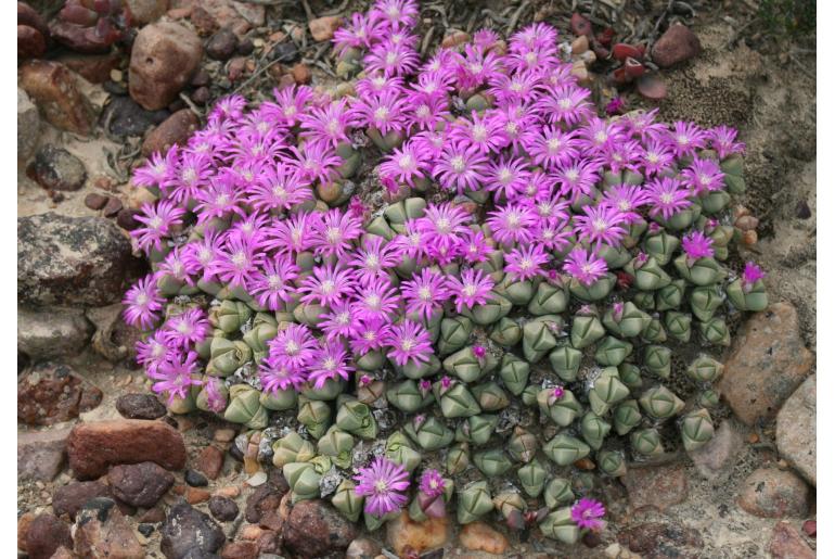 Gibbaeum petrense -9796
