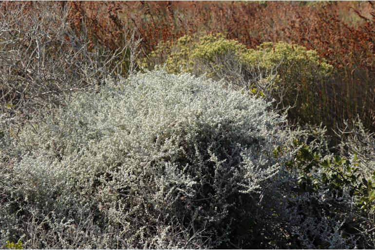 Helichrysum patulum 9797
