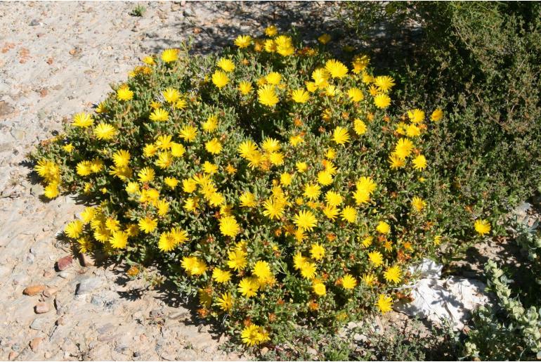 Malephora latipetala -9818