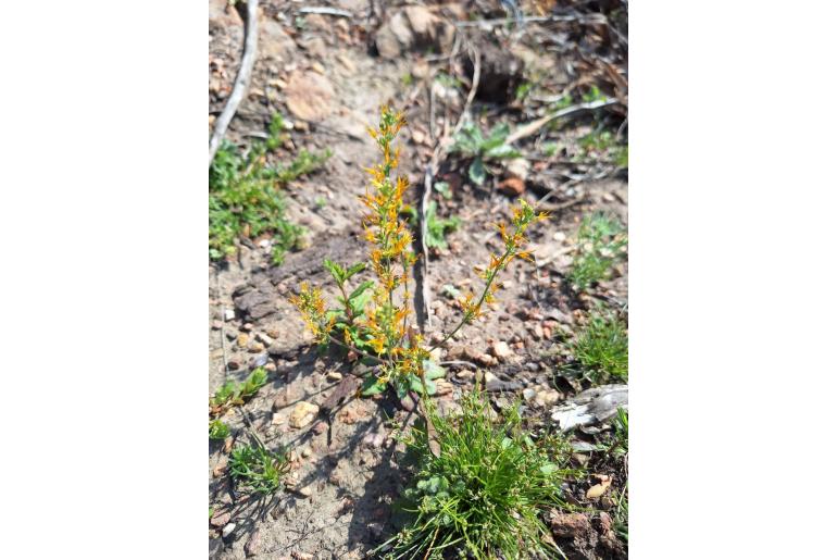 Manulea cheiranthus -9820