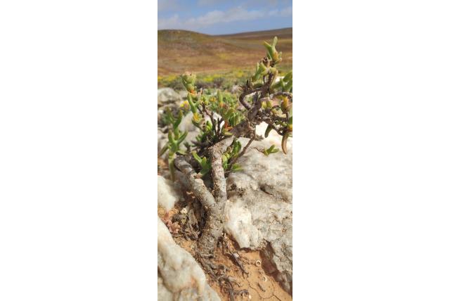 Tulband mitrophyllum
