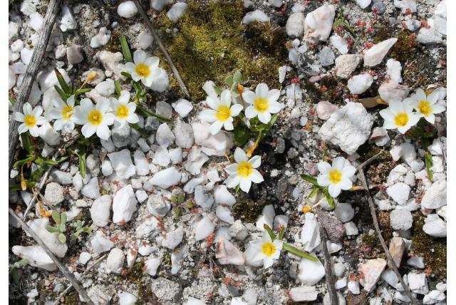Variabele moraea