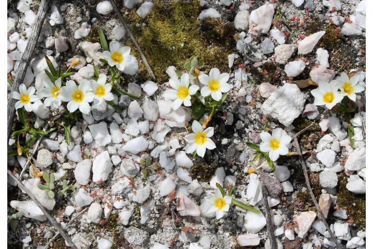 Moraea variabilis -9822