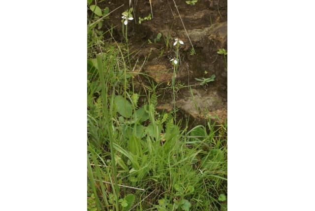 Korte stijl Moraea