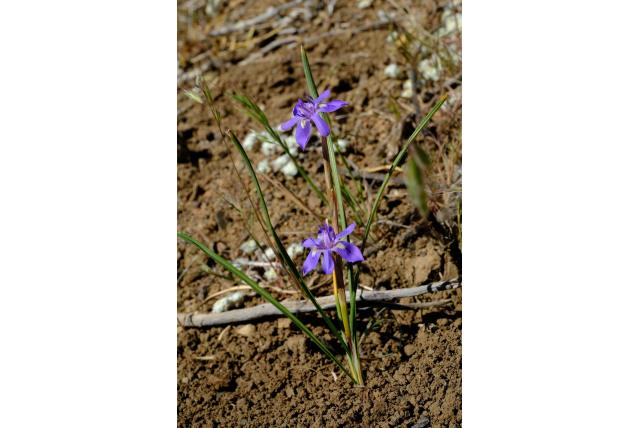 Gedraaide moraea
