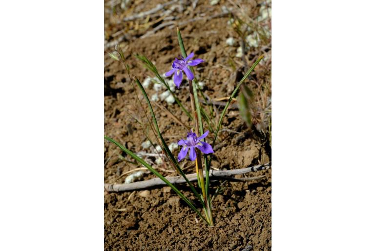 Moraea contorta 9824