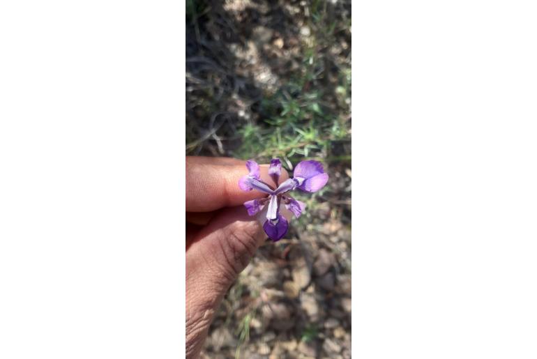 Moraea incurva -9828