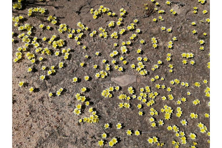 Moraea luteoalba -9829