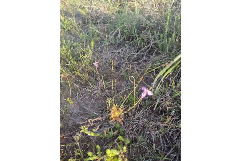 Moraea algoensis -9830