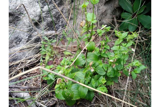 Grootvruchtige nemesia