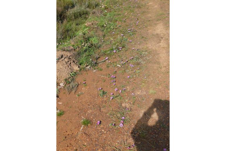 Moraea barnardiella -9835