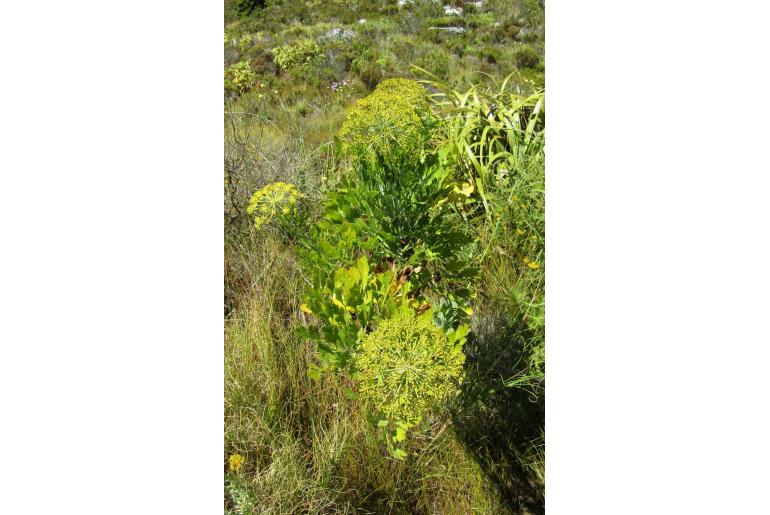 Notobubon galbanum -9836