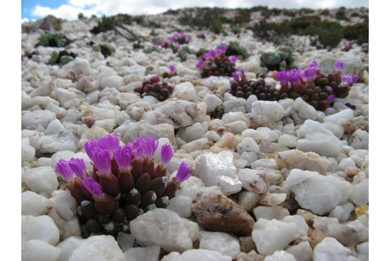 Oophytum oviforme 9839