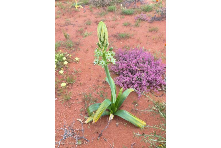 Ornithogalum xanthochlorum 9842
