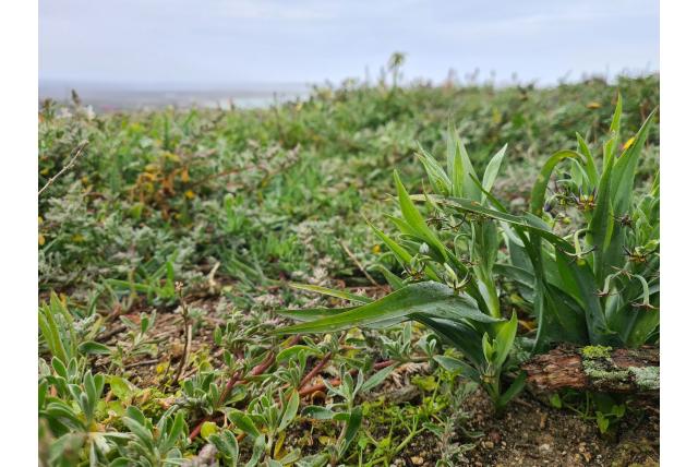 Groene ornithoglossum