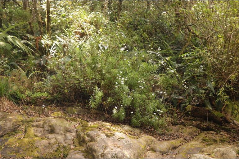 Osmitopsis osmitoides 9844