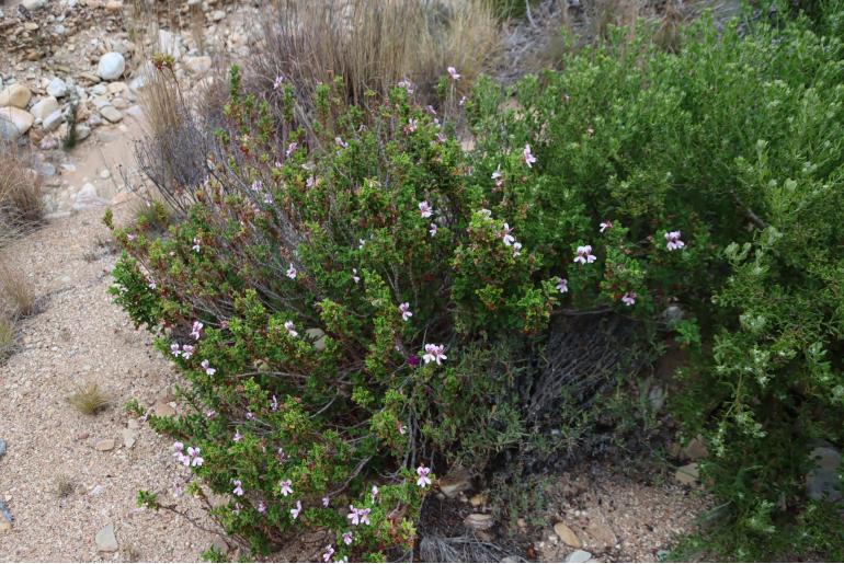 Pelargonium panduriforme -9848