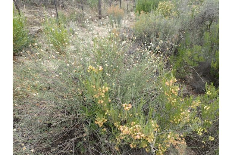 Phymaspermum leptophyllum 9854