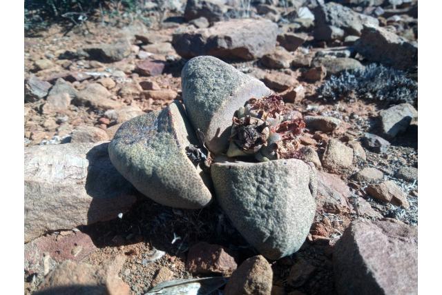 Bolus Pleiospilos