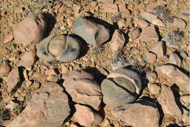 Nel's Pleiospilos