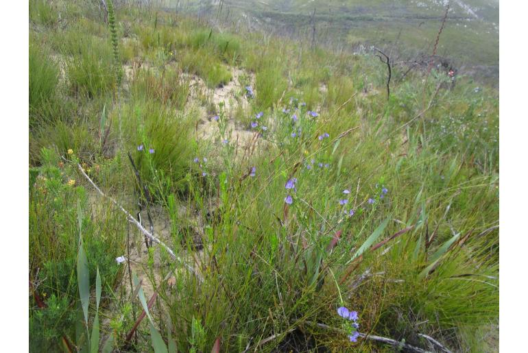 Psoralea axillaris -9866