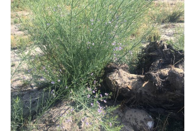 Wratachtige psoralea