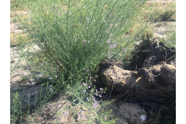 Psoralea verrucosa -9867