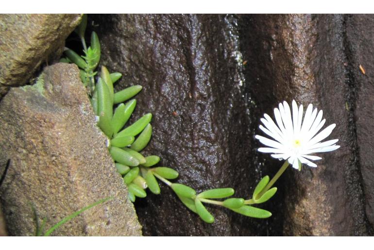 Delosperma concavum&nbsp;9870