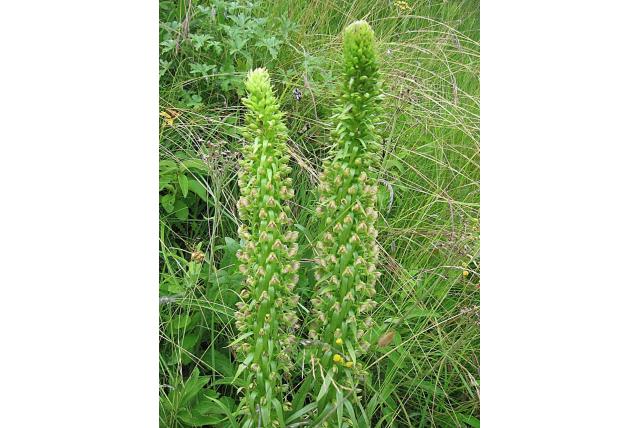 Grote pterygodium