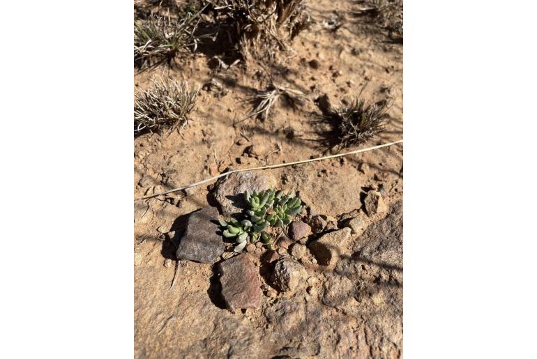 Rabiea difformis 9872