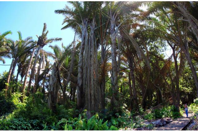Australische raphia