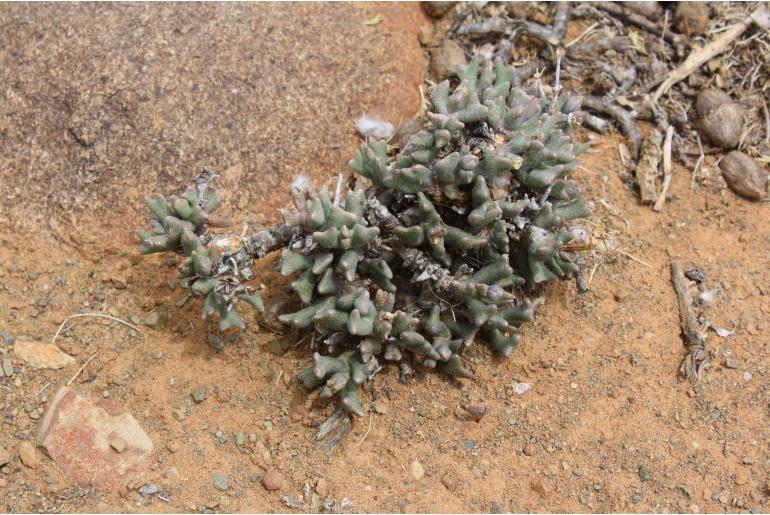 Rhombophyllum dolabriforme Rhombophyllum dolabriforme -9876