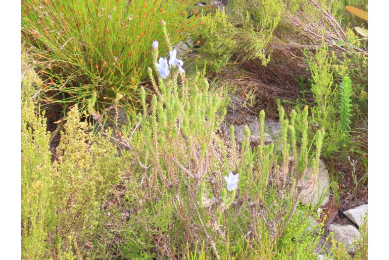 Roella dregeana&nbsp;9877