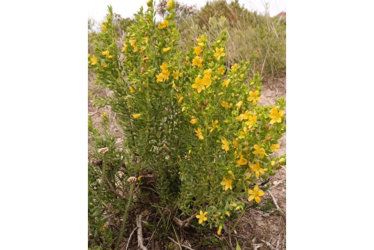 Roepera fuscata 9878