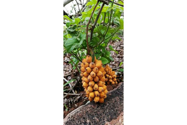 Cahora Bassa pyrenacantha