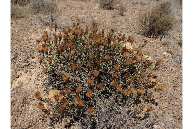 Pteronia adenocarpa -9880