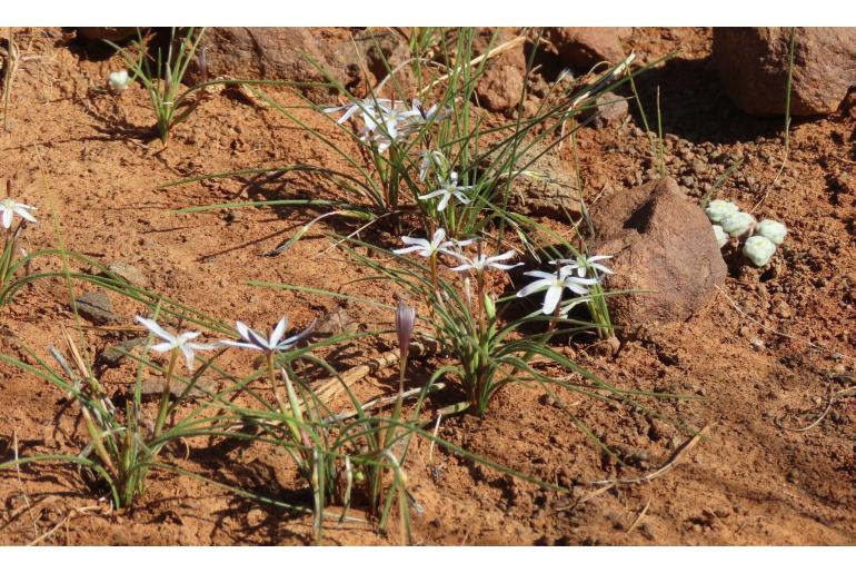 Romulea albiflora -9881