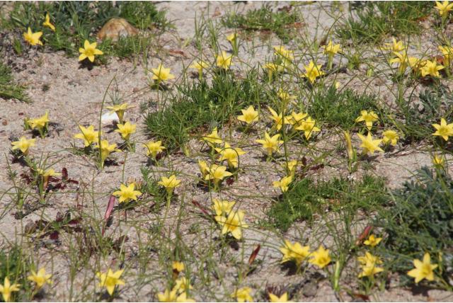 Citroengele romulea Citroengele romulea