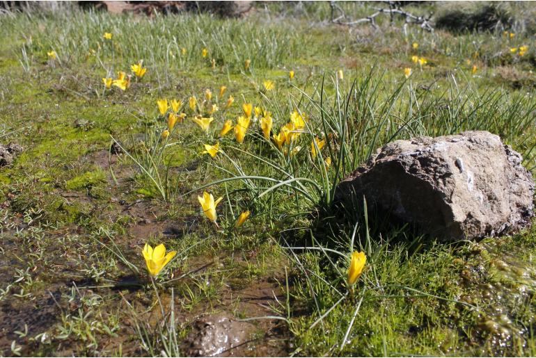 Romulea diversiformis -9885