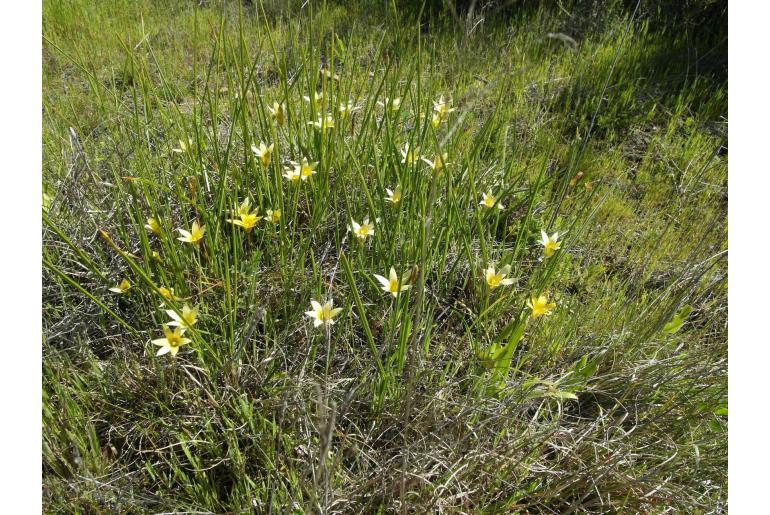 Romulea hirta -9886